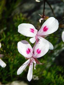 Image of Pelargonium divisifolium P. Vorster