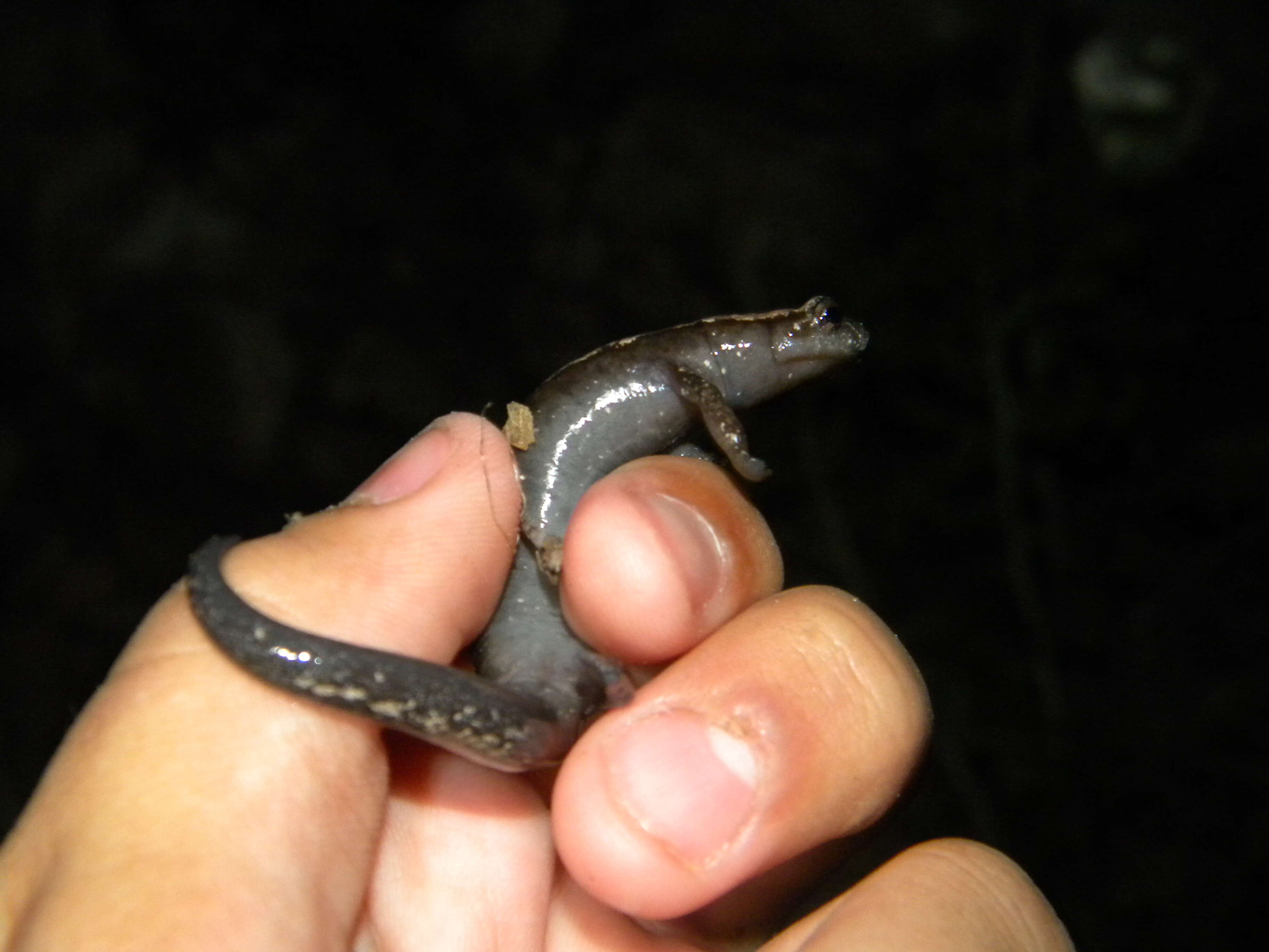 Image of Yucatan Mushroomtongue Salamander