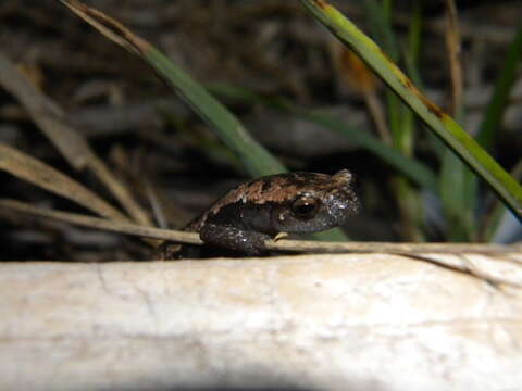 Image of Yucatan Mushroomtongue Salamander