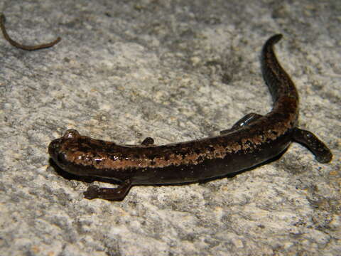 Image of Yucatan Mushroomtongue Salamander