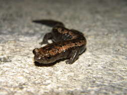 Image of Yucatan Mushroomtongue Salamander