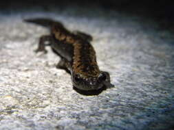 Image of Yucatan Mushroomtongue Salamander