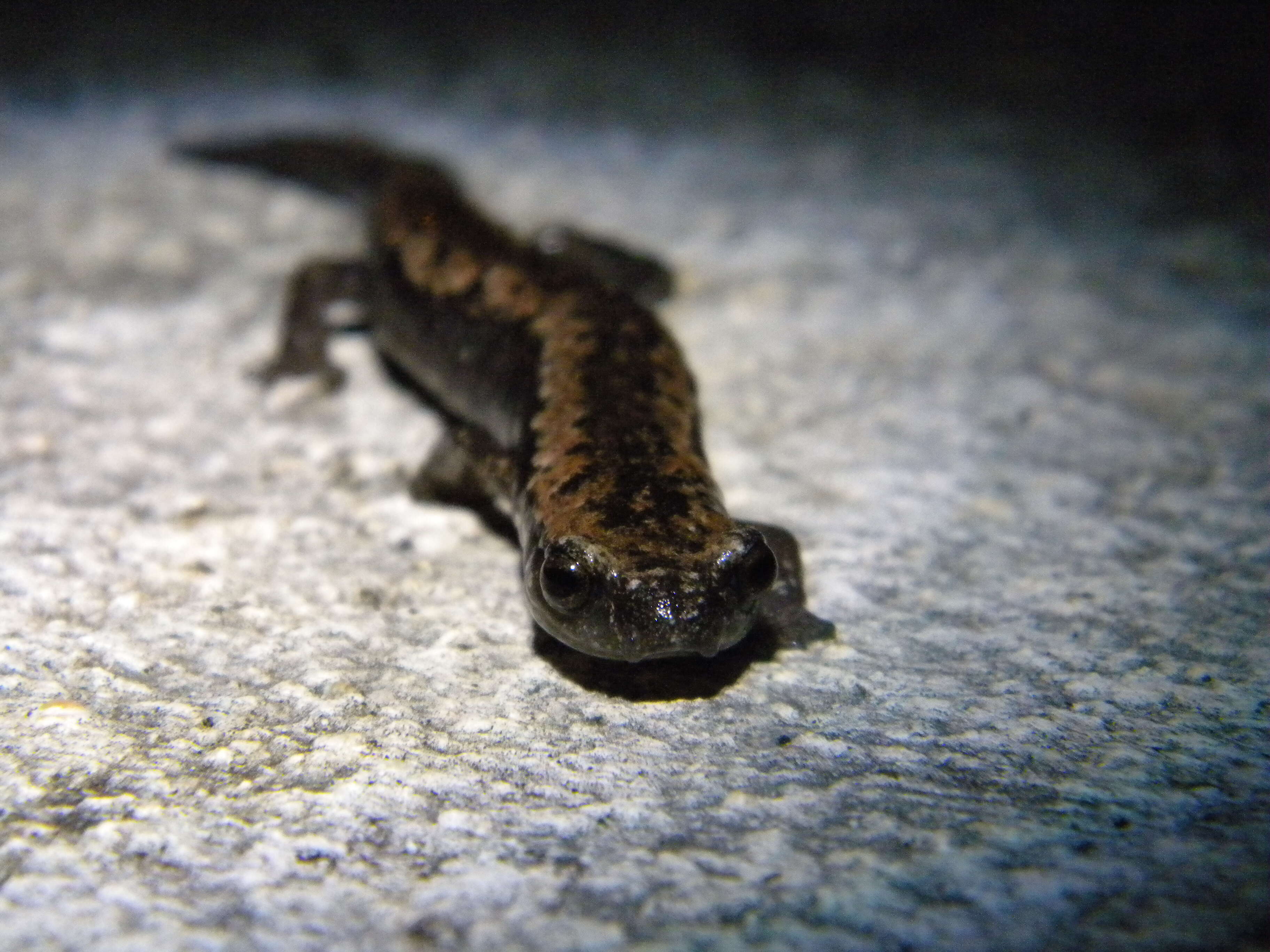 Image of Yucatan Mushroomtongue Salamander