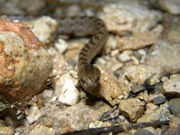 Image of Pigmy Snail Sucker