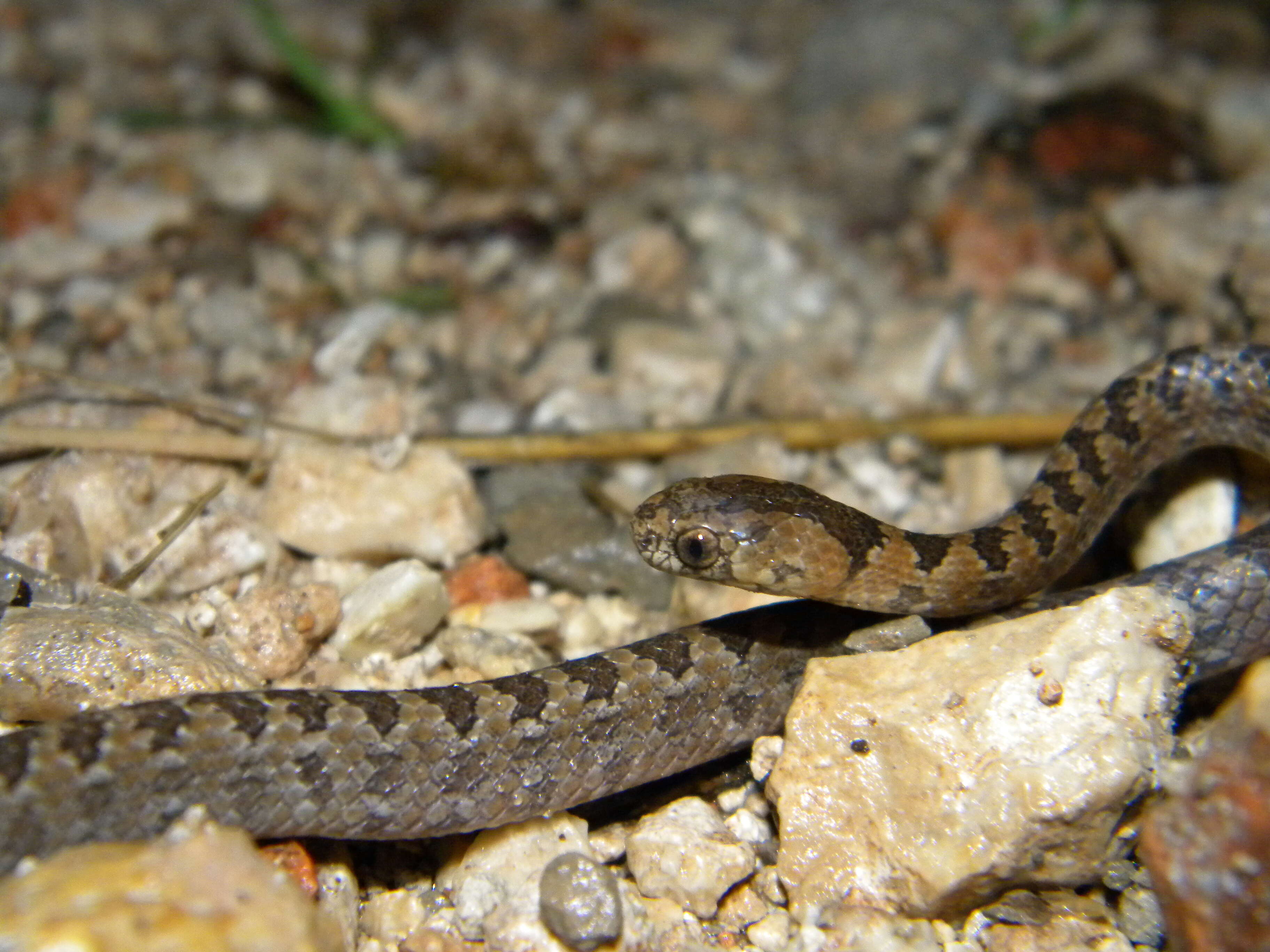 Image of Pigmy Snail Sucker