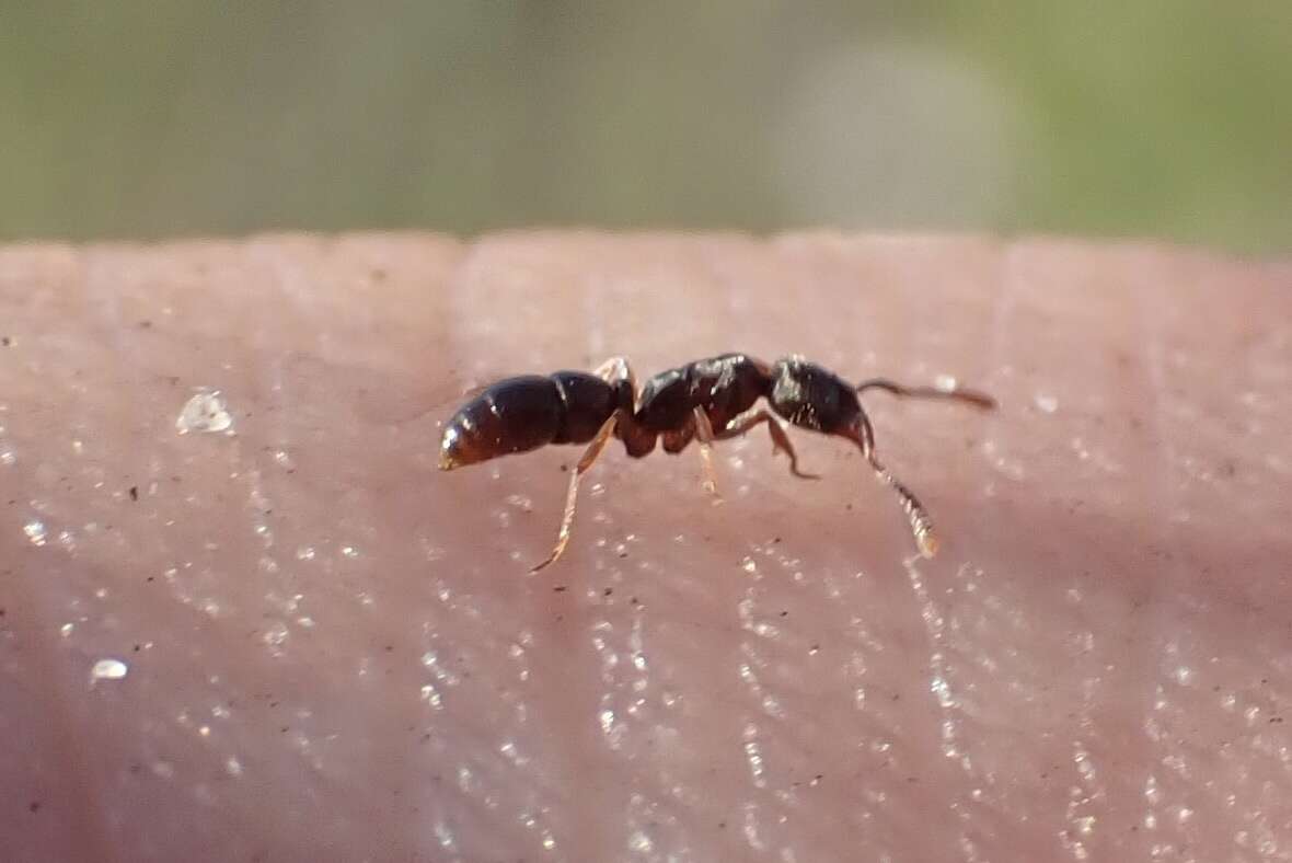 Image of Ant