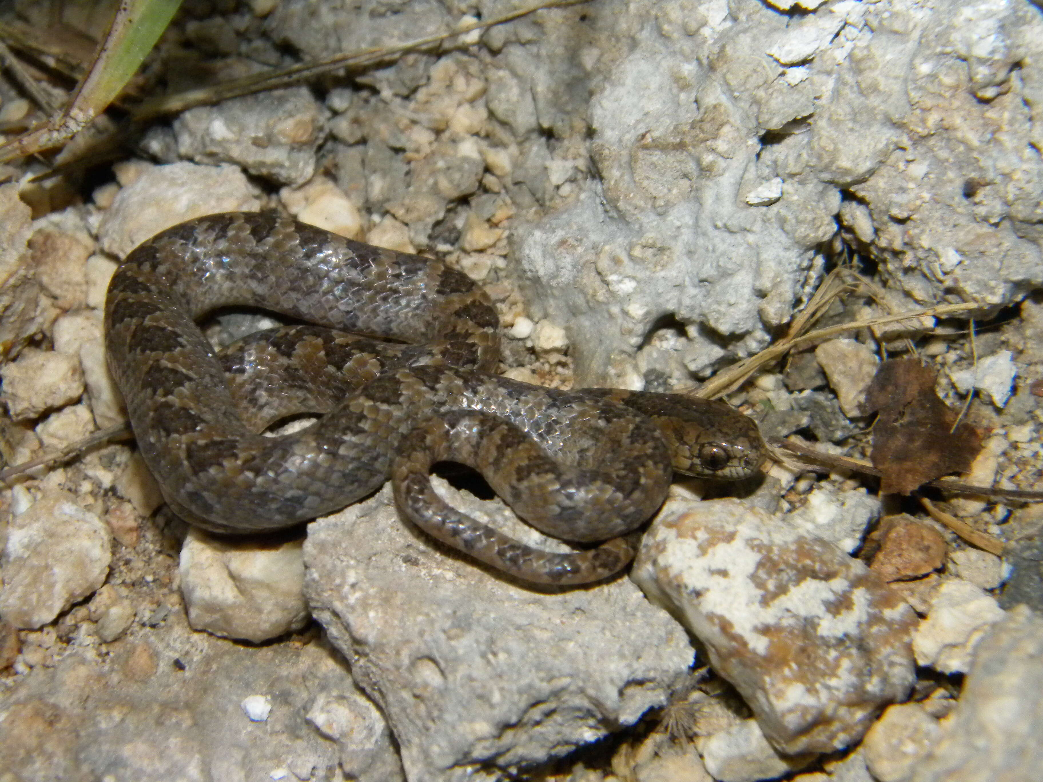 Image of Pigmy Snail Sucker