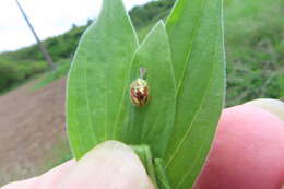 Plancia ëd Cassida (Mionycha) subreticulata Suffrian 1844