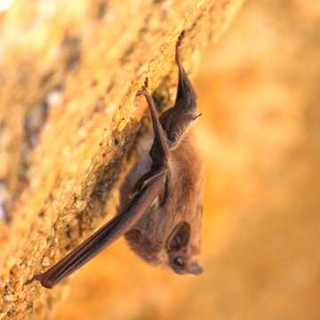 Image of Sac-winged bats