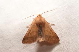 Agrochola helvola Linnaeus 1758的圖片