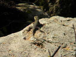 Image of Blue Spiny Lizard