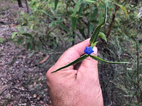 Image of Commelina lanceolata R. Br.