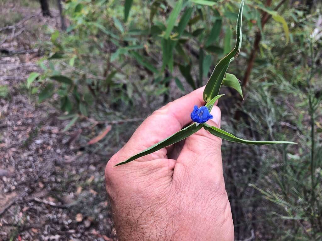 Commelina lanceolata R. Br.的圖片