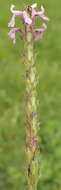 Image of Striga bilabiata subsp. bilabiata