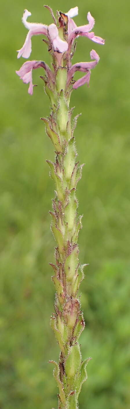 Image of Striga bilabiata subsp. bilabiata