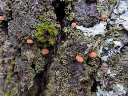 Image of Phaeomarasmius rimulincola (Rabenh.) Scherff. 1914