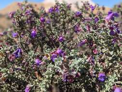 Image de Eremophila rotundifolia F. Muell.