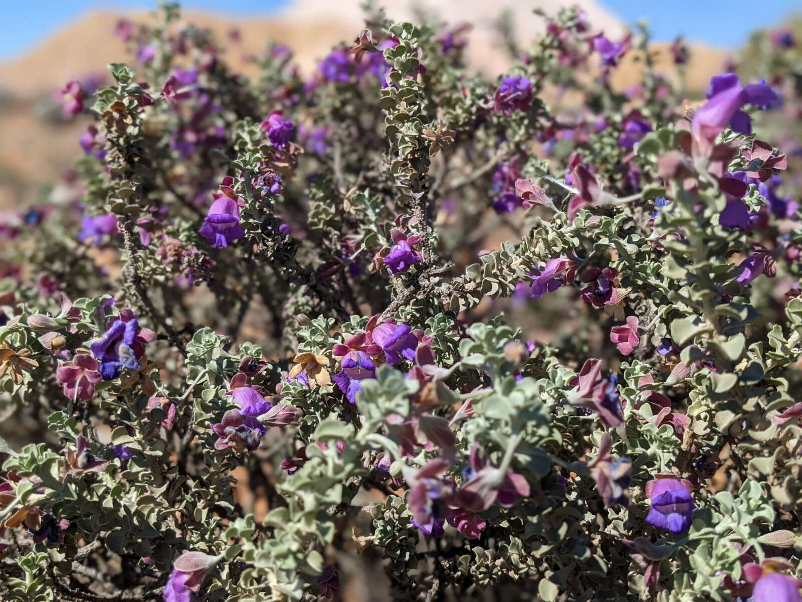 Imagem de Eremophila rotundifolia F. Muell.