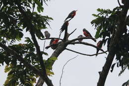 Image of Rosy Bee-eater