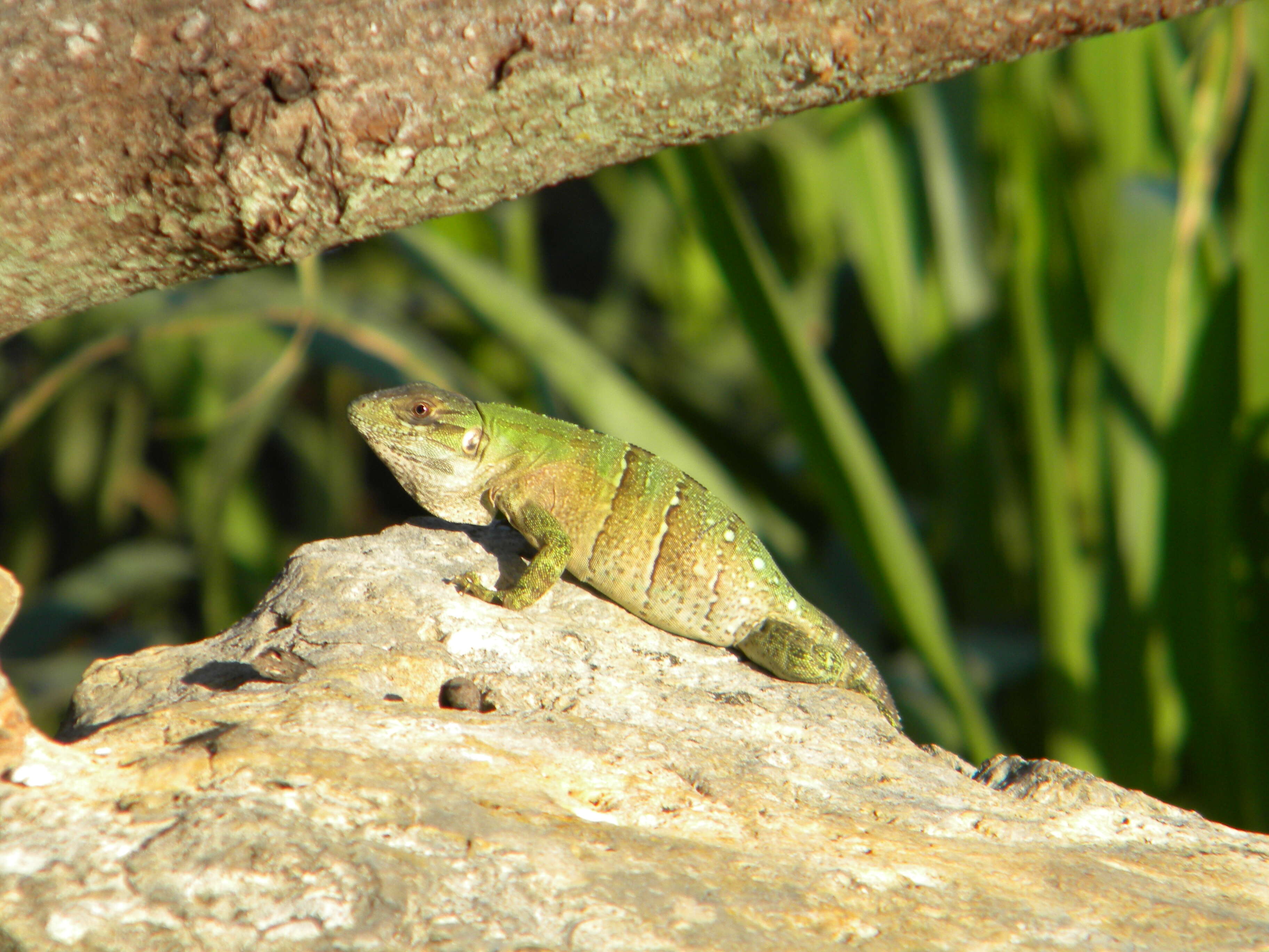 Image of Ctenosaura