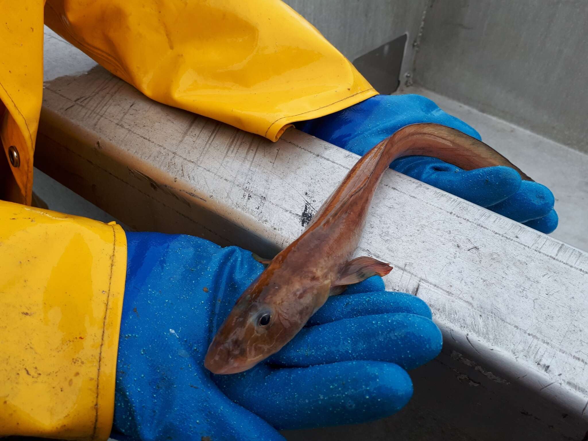 Image of Wattled Eelpout