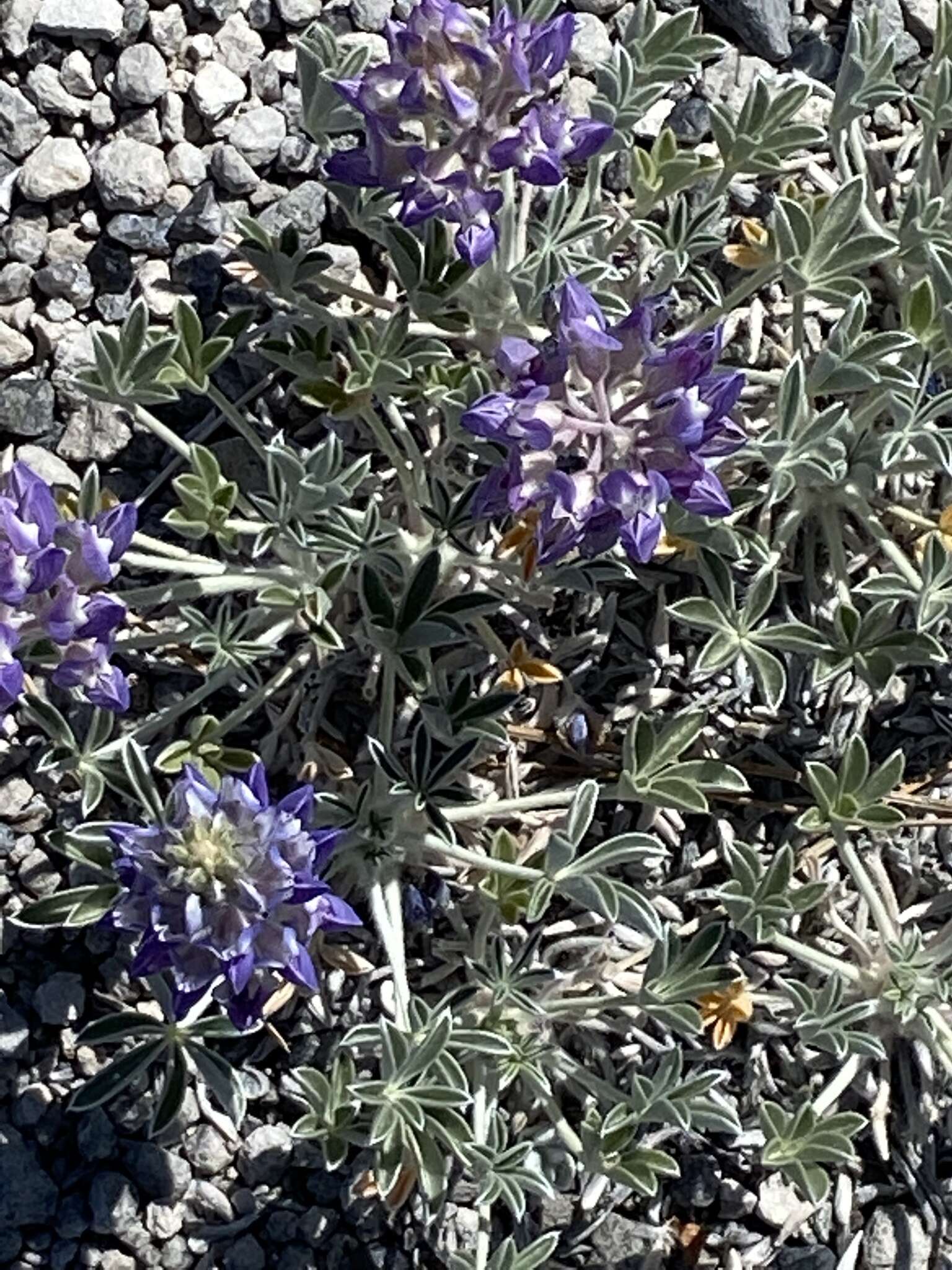 Image of Mono Lake lupine