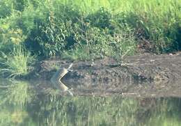 Image of Asiatic Softshell Turtle