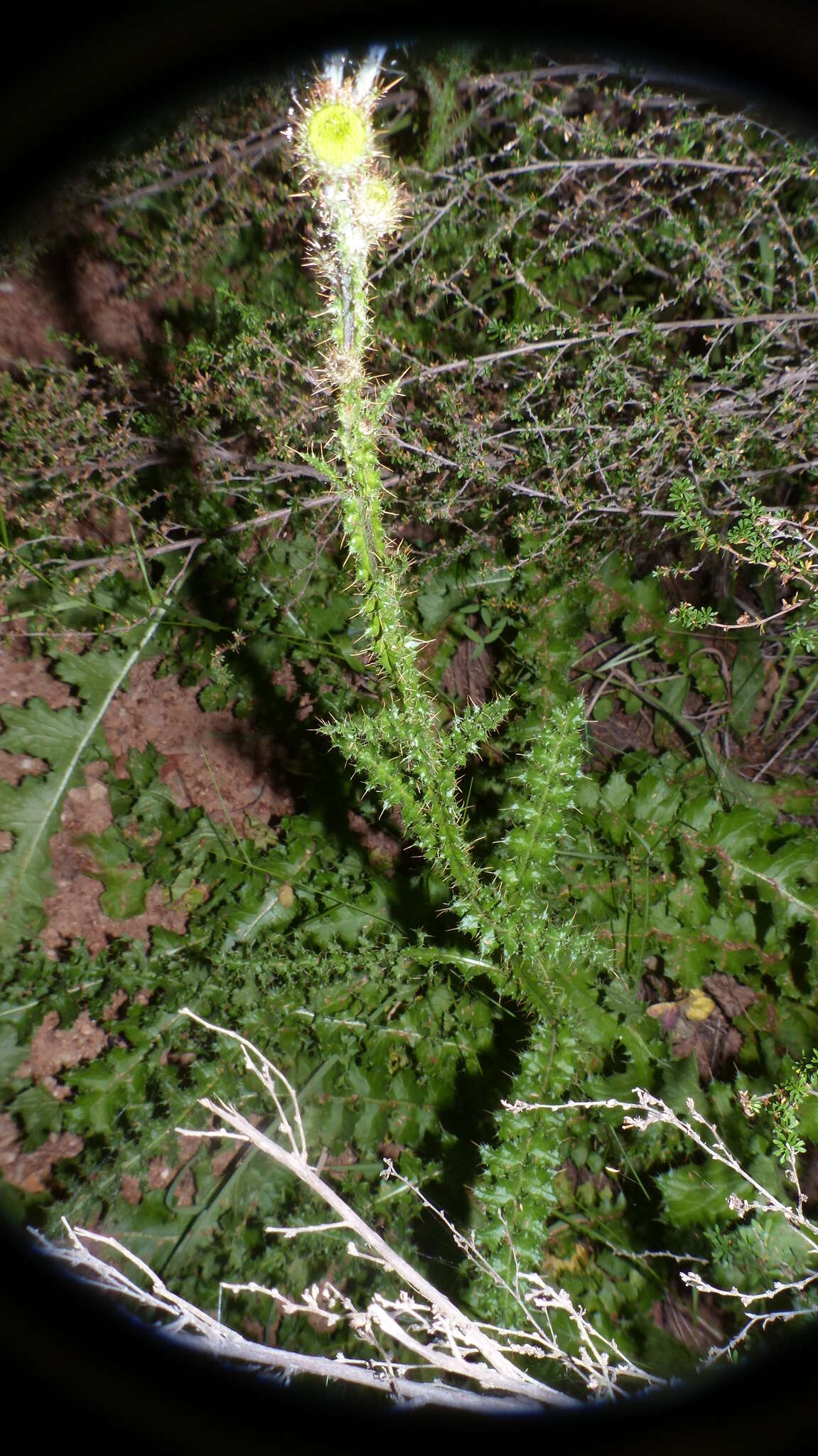 Image of Berkheya carduoides (Less.) Hutch.