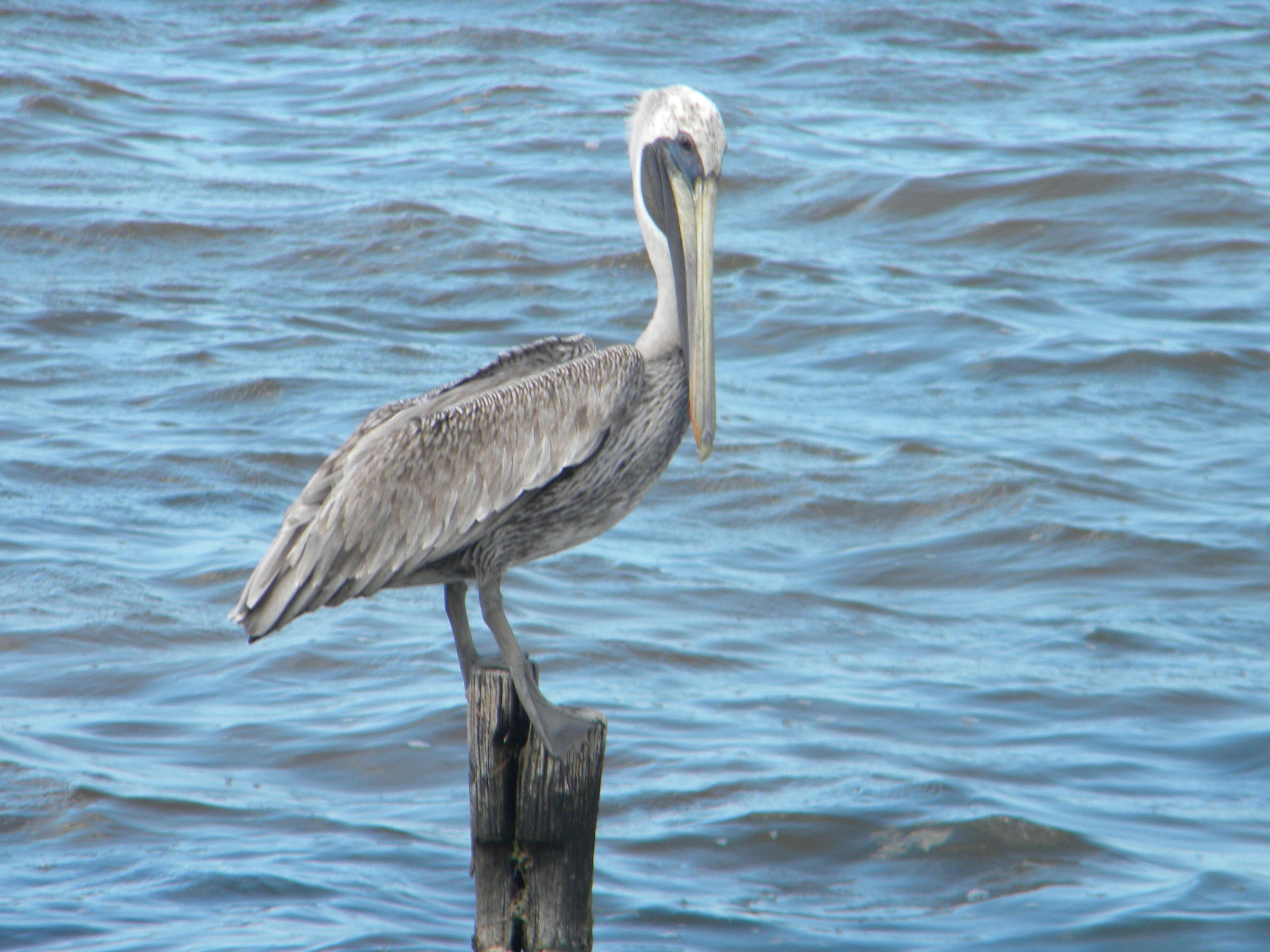 Image of Brown Pelican