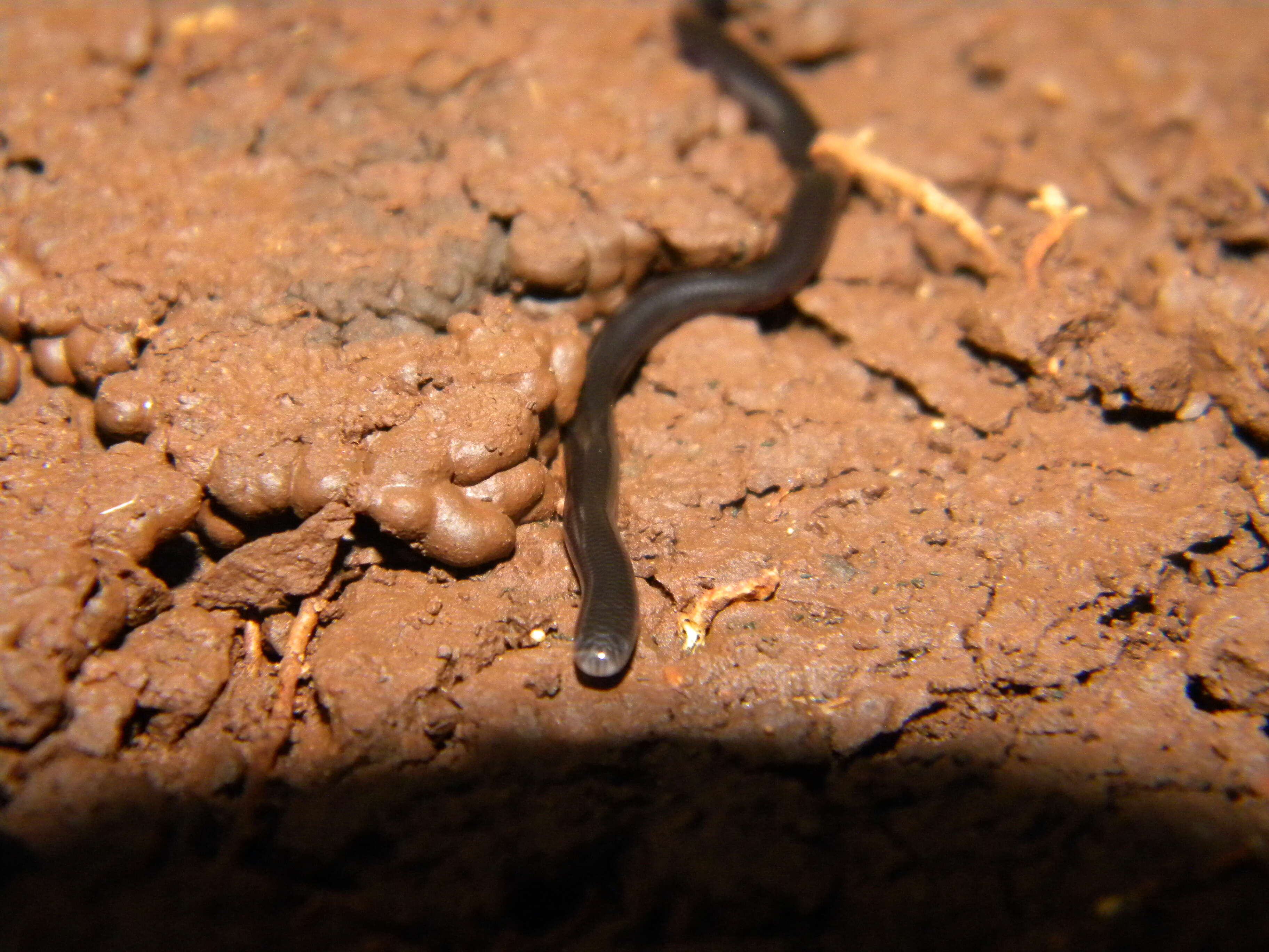 Image of Black Blind Snake