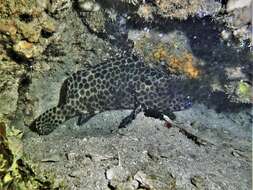 Image of Barred-chest Rock-cod