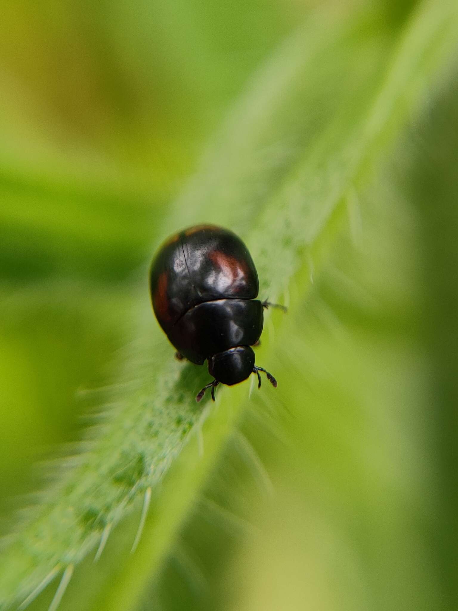 Image of Dung beetle