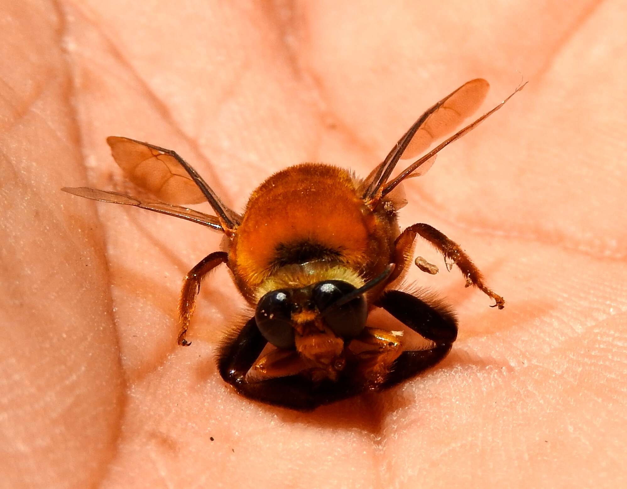 Image of Colletidae