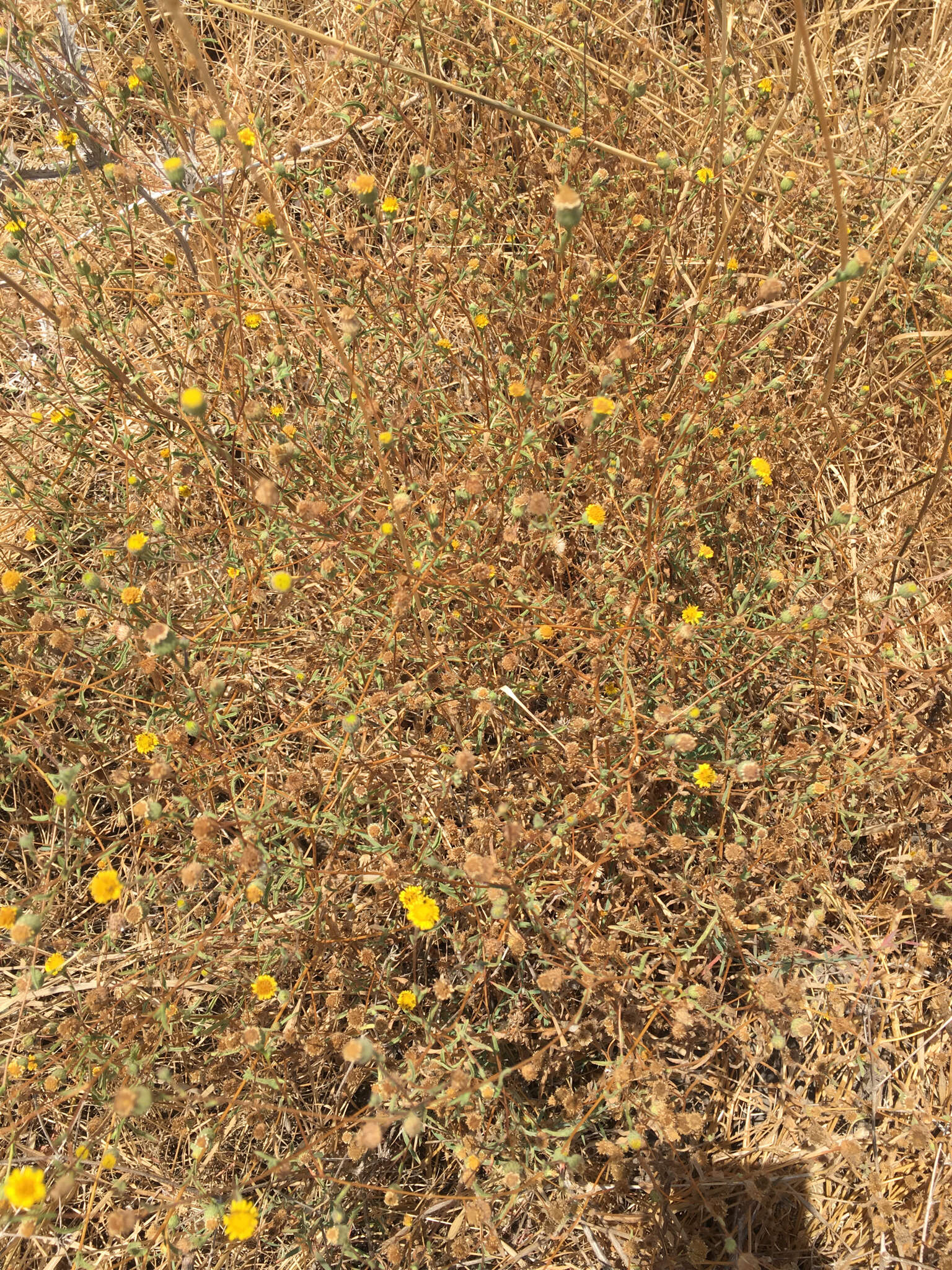 Imagem de Pulicaria arabica (L.) Cass.