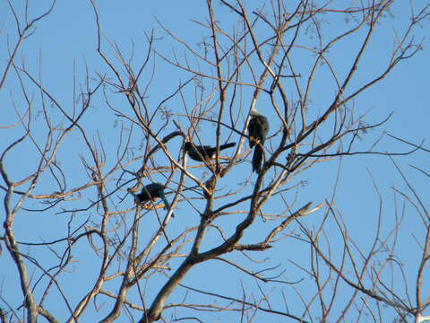 Image of Yucatan Jay