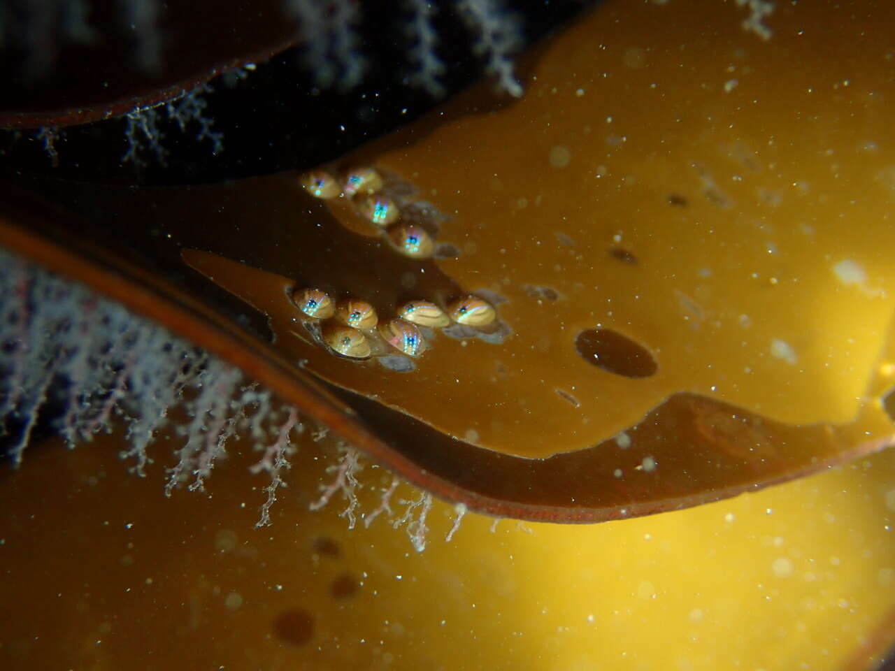 Image of blue-rayed limpet