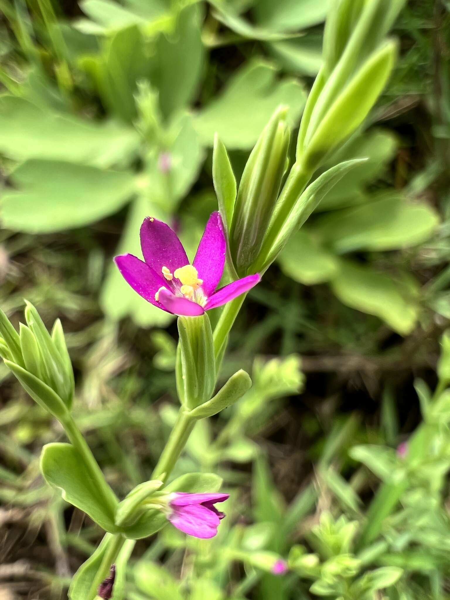 Image of Schenkia japonica (Maxim.) G. Mansion