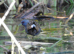 Image of Australian Crake