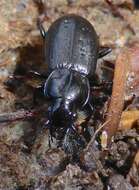 Image of Pterostichus (Bothriopterus) adstrictus Eschscholtz 1823