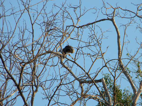 Image of Yucatan Jay