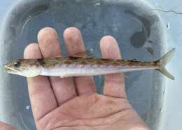 Image of California lizardfish