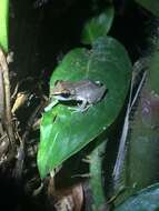 Image of Paulo's Robber Frog