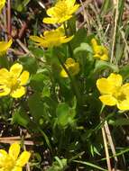 Imagem de Ranunculus alismifolius Geyer ex Benth.