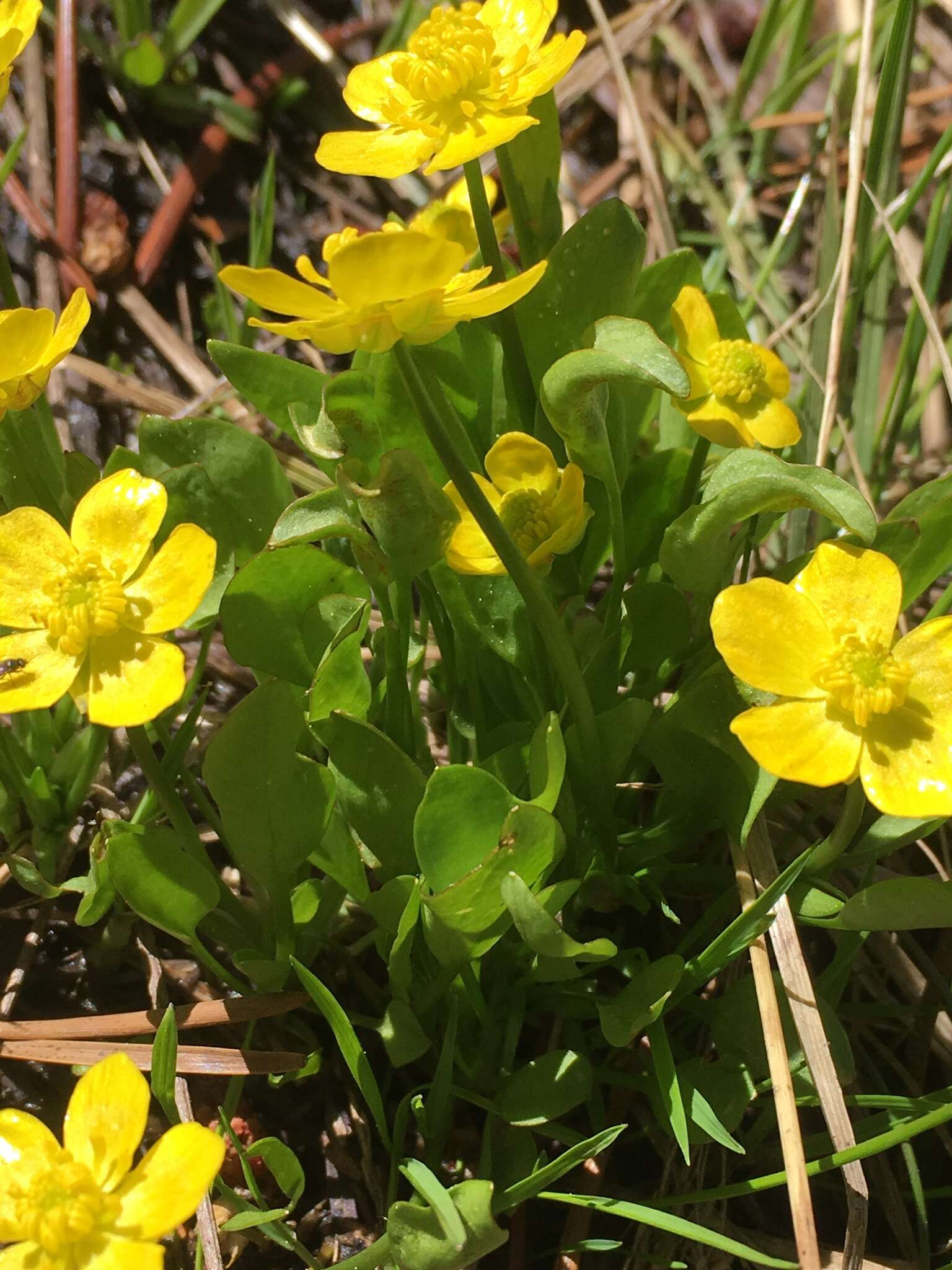 Image of plantainleaf buttercup