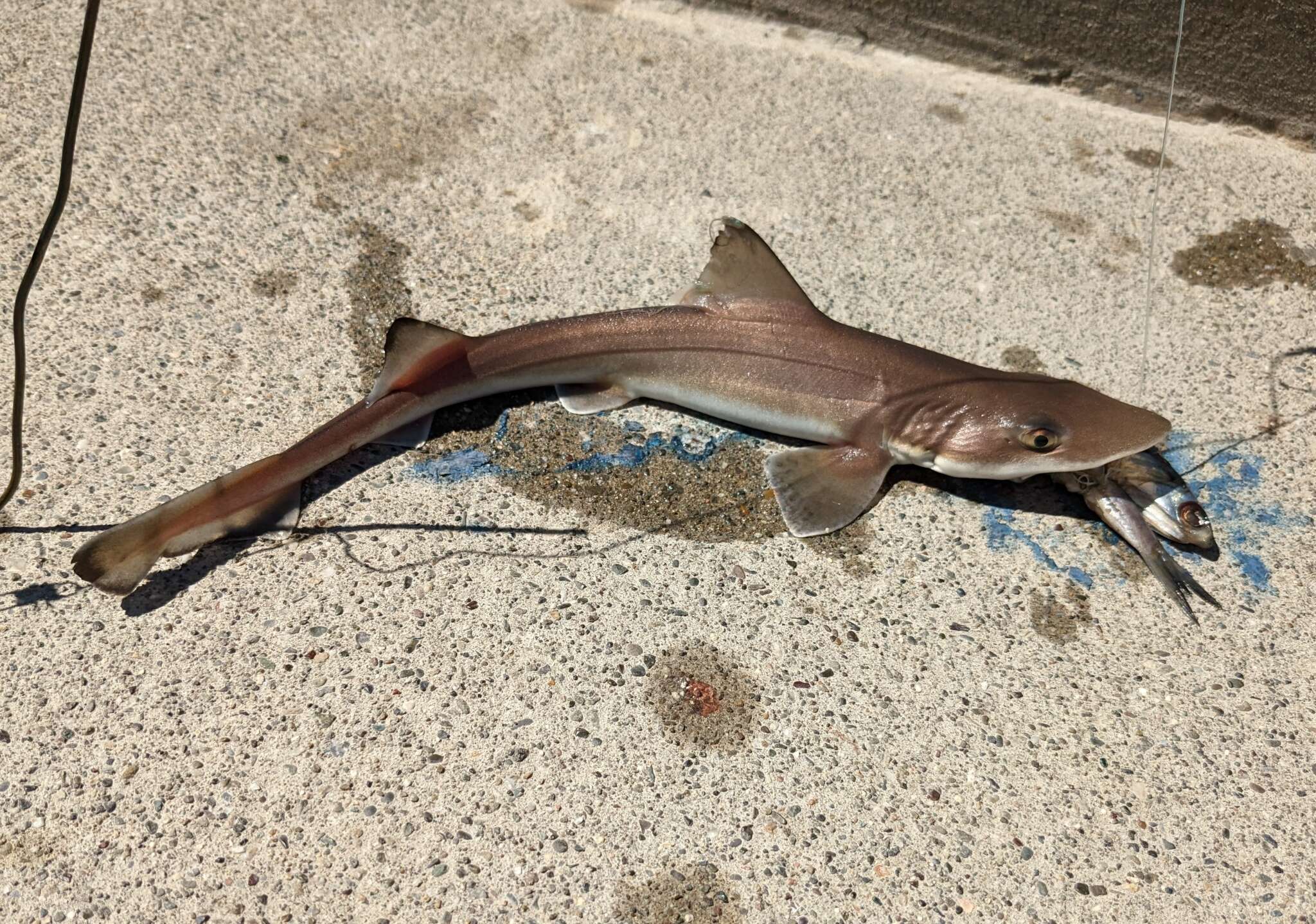 Image of Brown Smoothhound