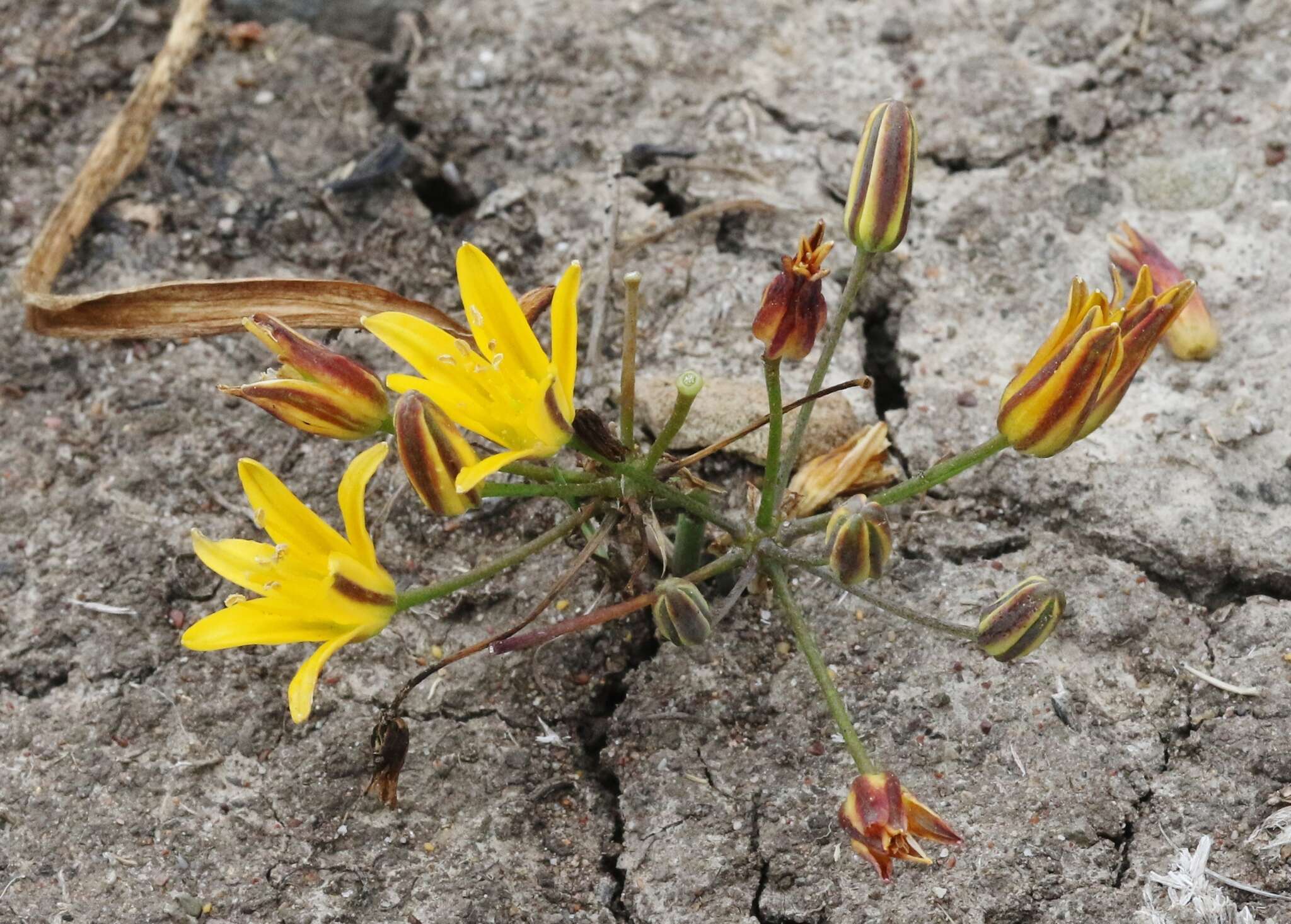 Image of dwarf goldenstar