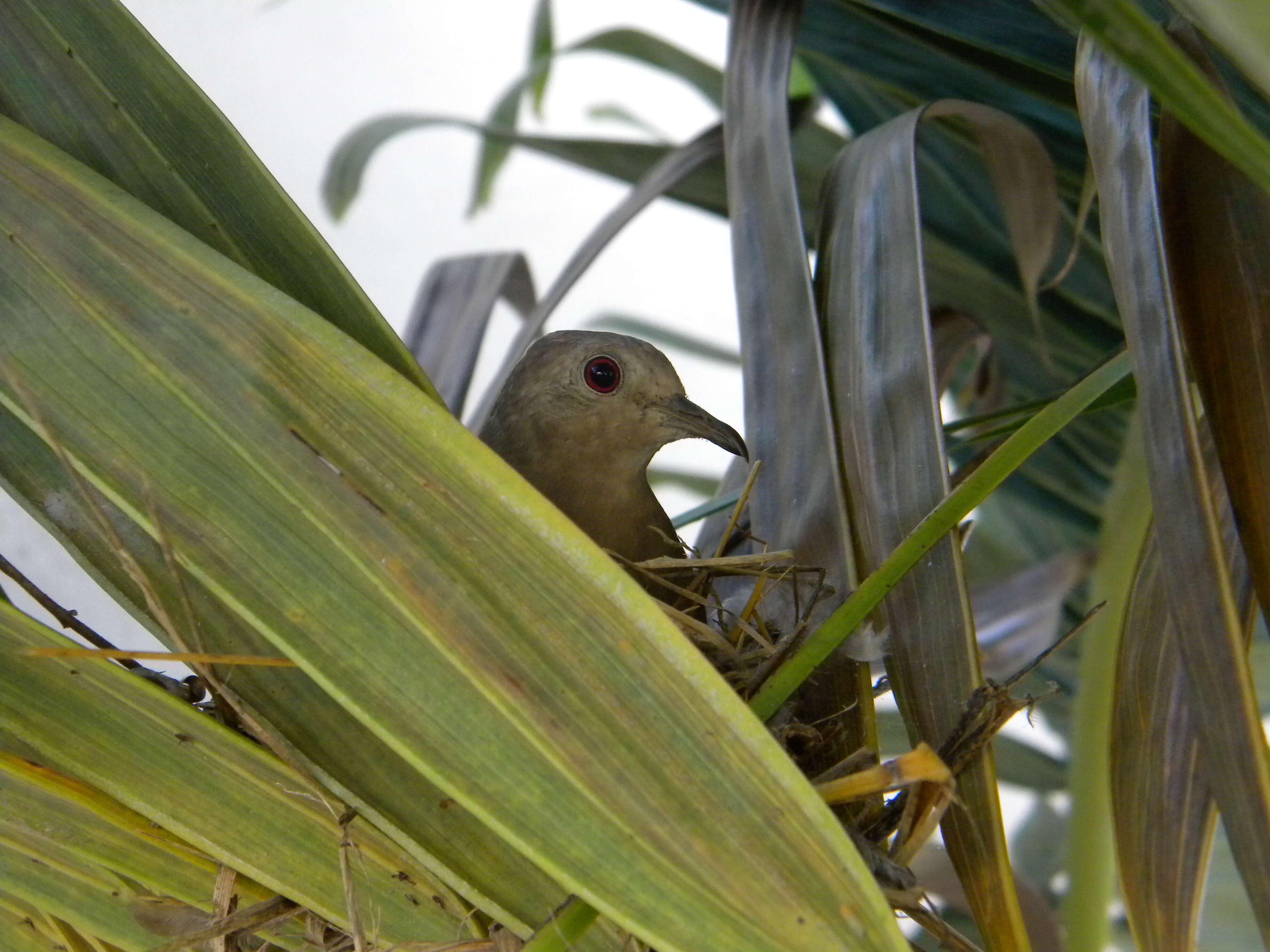 Image of Ruddy Ground Dove