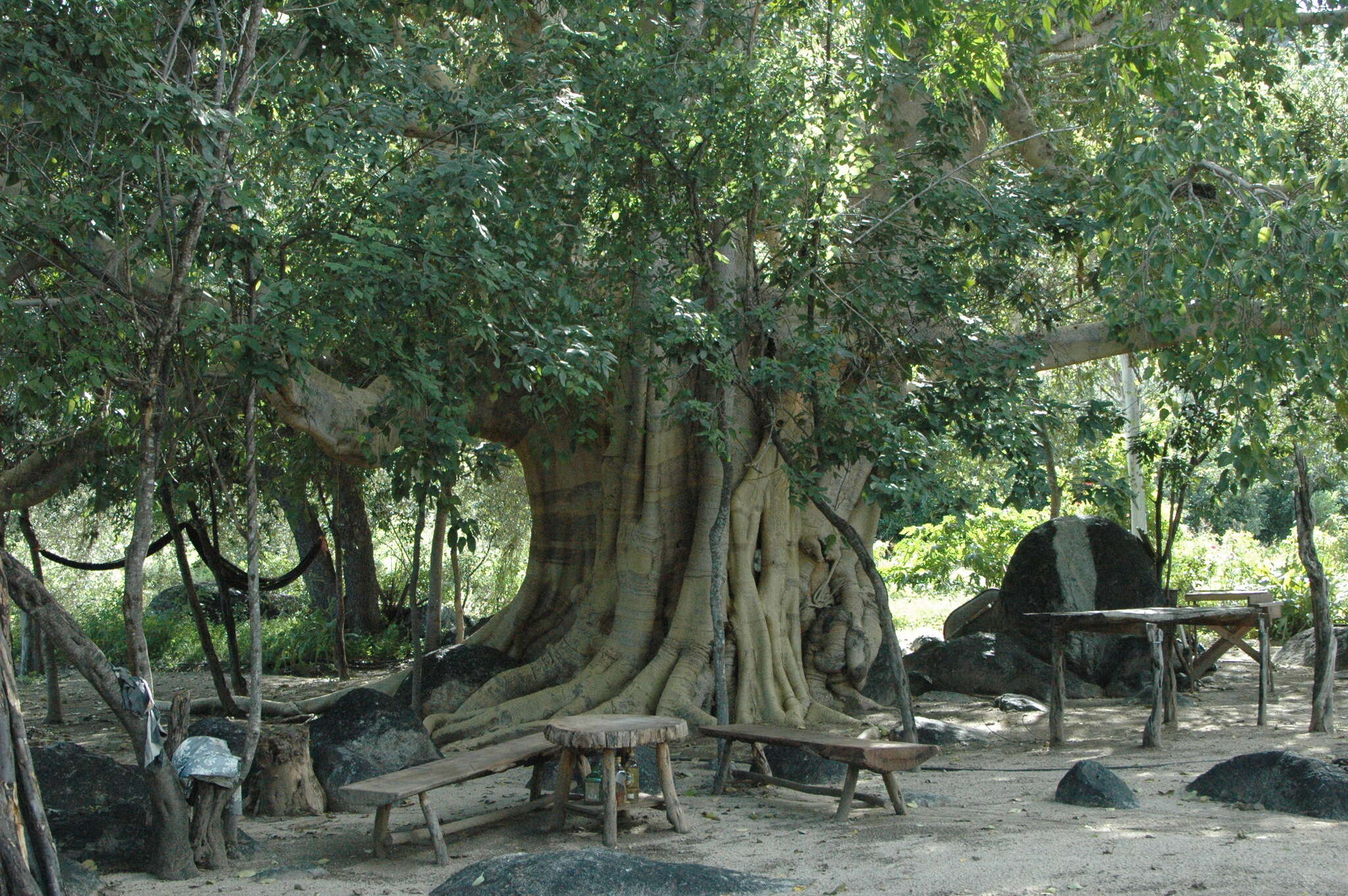 Image of Ficus petiolaris subsp. palmeri (S. Watson) Felger