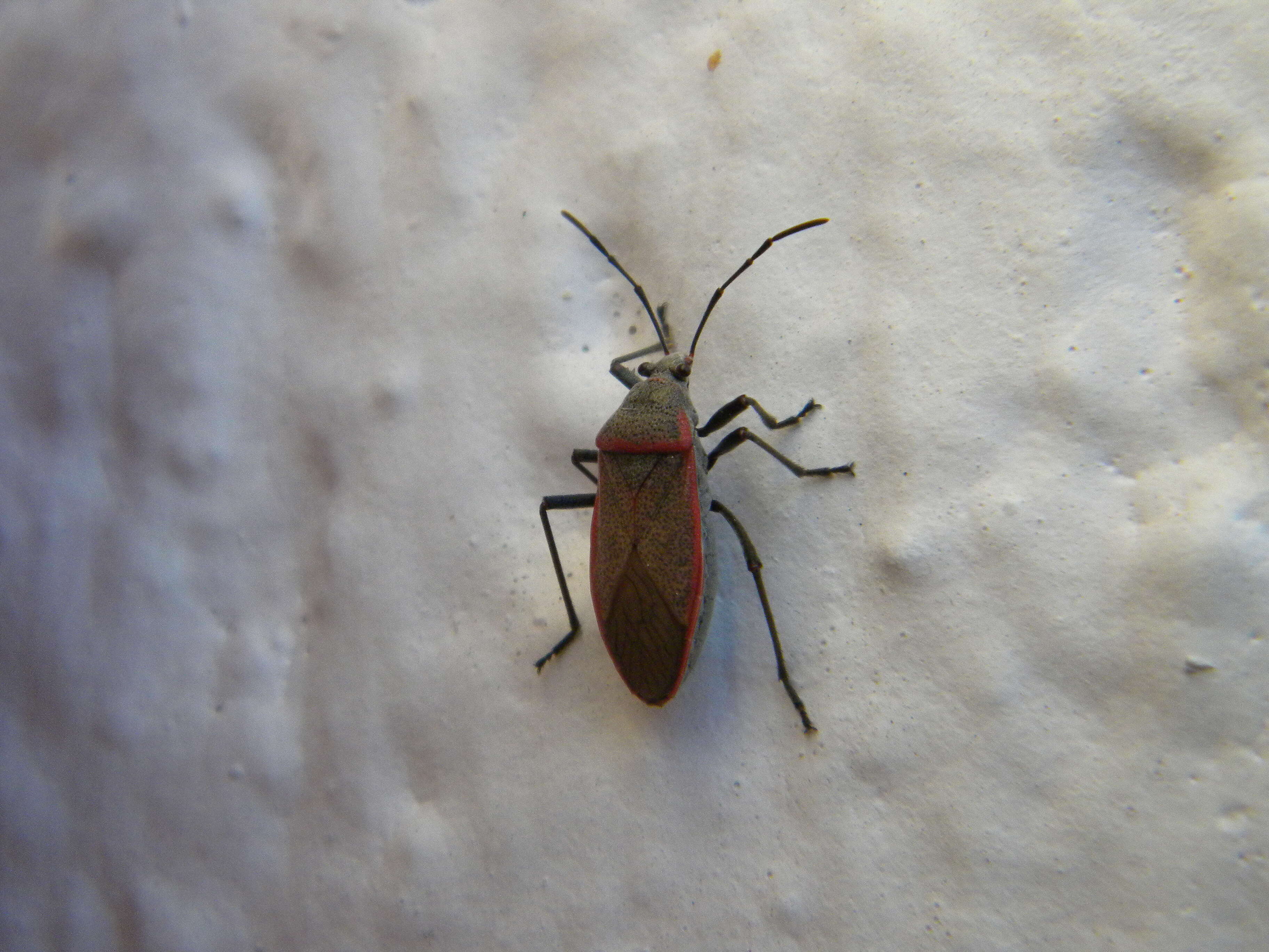 Image of Lygaeoidea