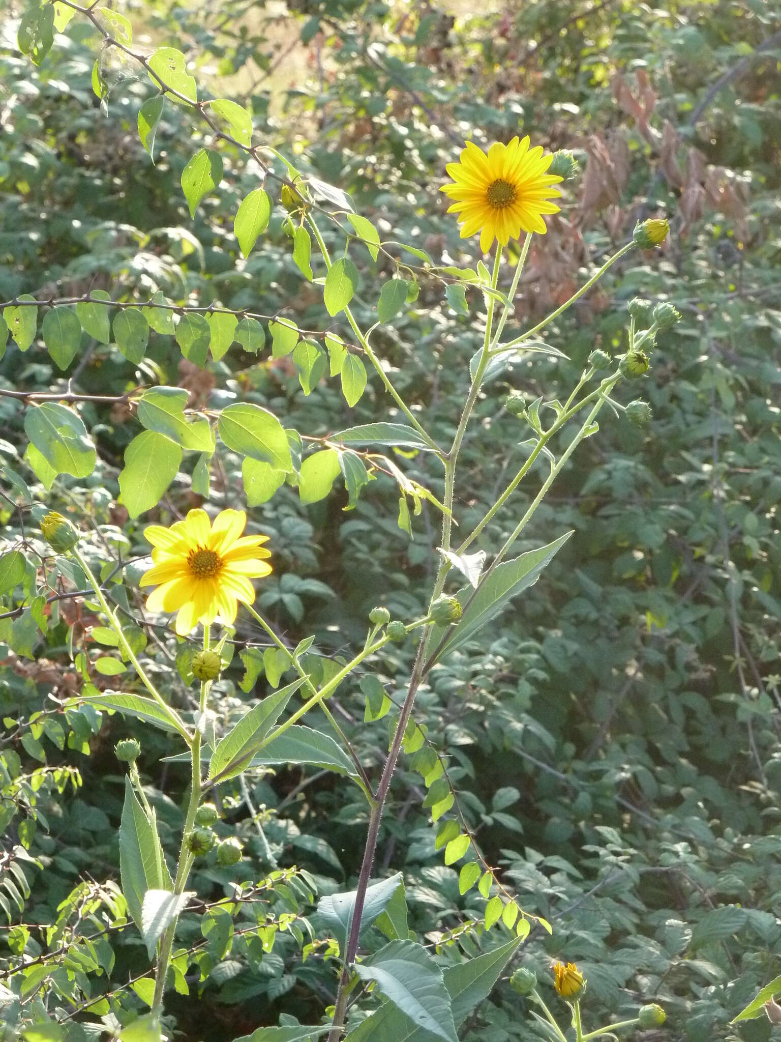 Image of cheerful sunflower